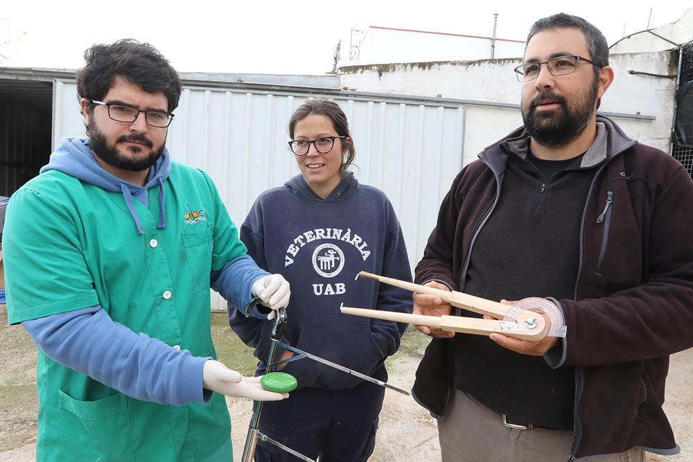 En busca del ´porc negre´ auténtico