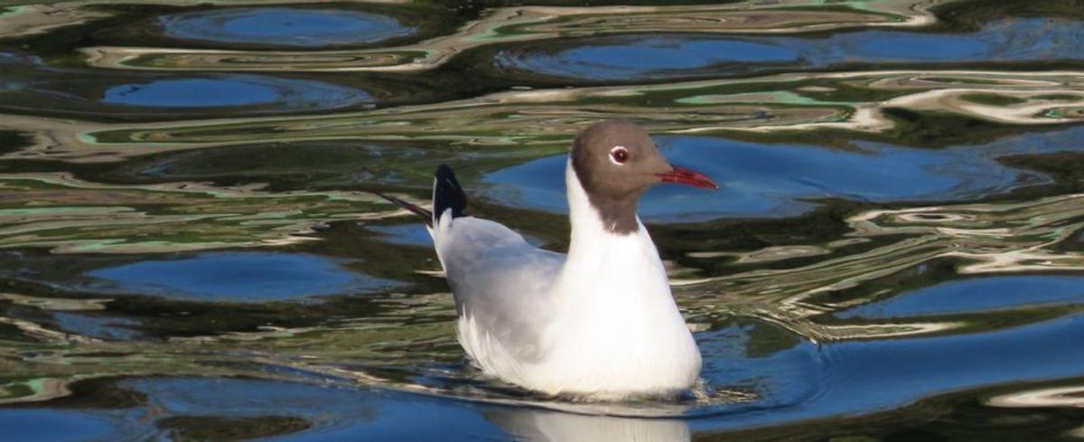 El Puerto elabora un catálogo con las especies de aves en sus espacios