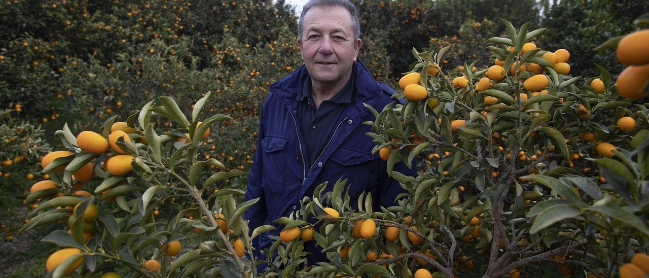 Vicente Todolí, en su propia creación: su jardín de cítricos en Palmera (Valencia).