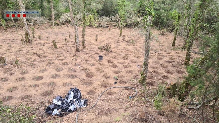 Desforesten un bosc protegit de Santa Cristina per cultivar més de 2.000 plantes de marihuana