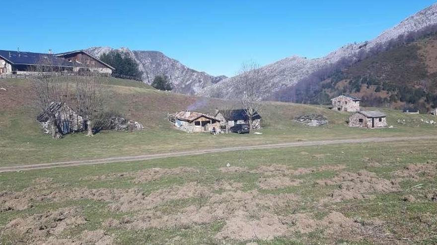 Los jabalíes dañan los pastos de la Vega de Brañagallones