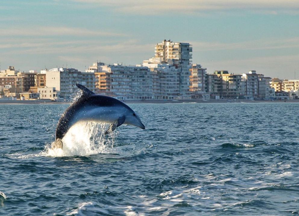 Las espectaculares imágenes de delfines frente a El Perelló