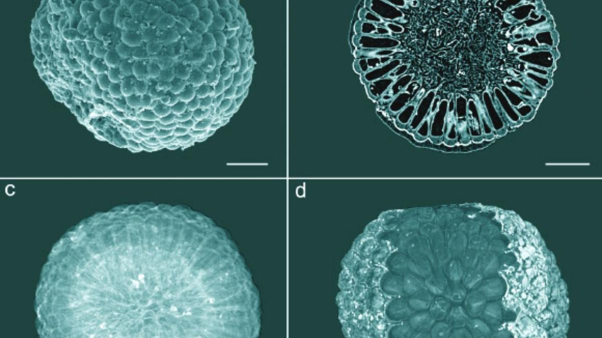 Protocodium sinense, de la Formación Dengying del sur de China.