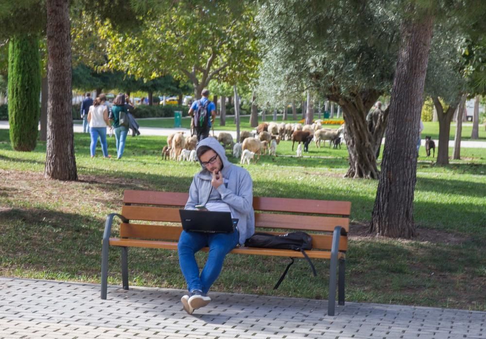 Ovejas por la Universidad