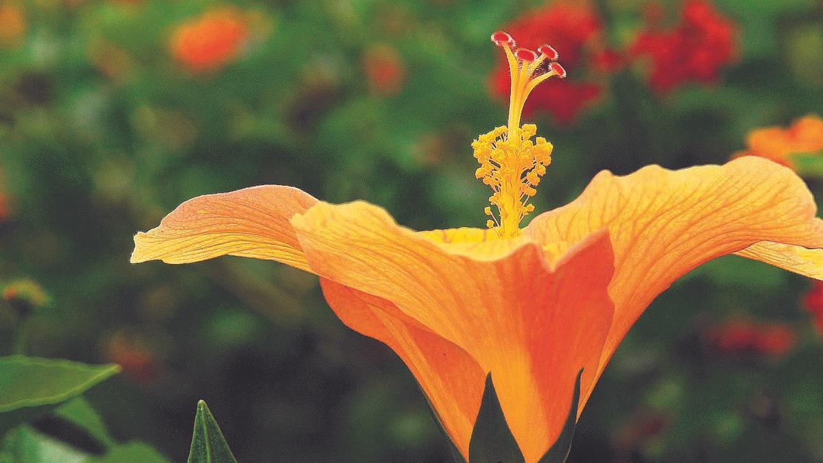 Ein Drittel des Volumens stutzen, das bringt die Blüte in Schwung.