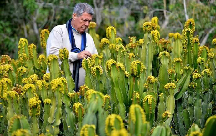 01/03/2019 MONTAÑA LOS VELEZ, AGÜIMES. Plantas para exportación de Viveros El Rosal. SANTI BLANCO