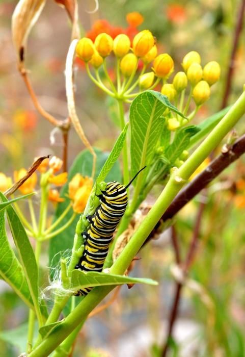 MARIPOSAS GRANJA