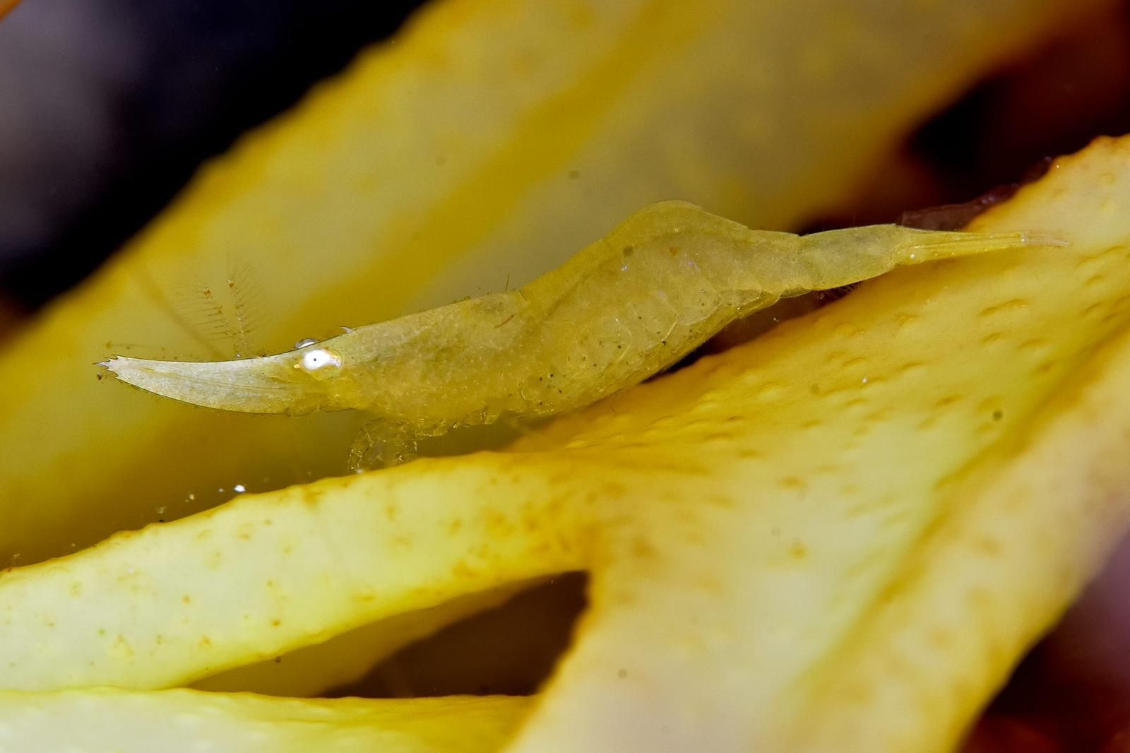 Imágenes del Campeonato de Foto Submarina de El Hierro