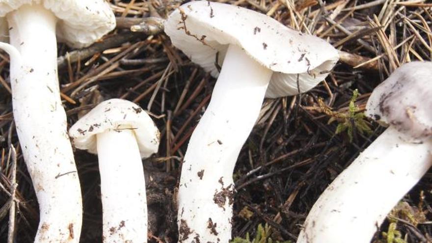 Un grupo de setas tóxicas de la especie tricholoma josserendii.