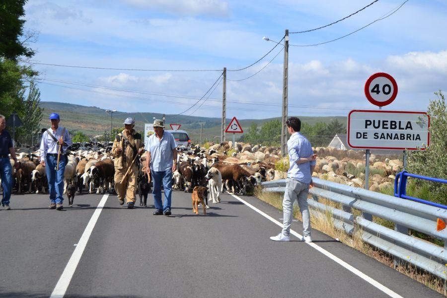 Las ovejas "toman" Puebla de Sanabria