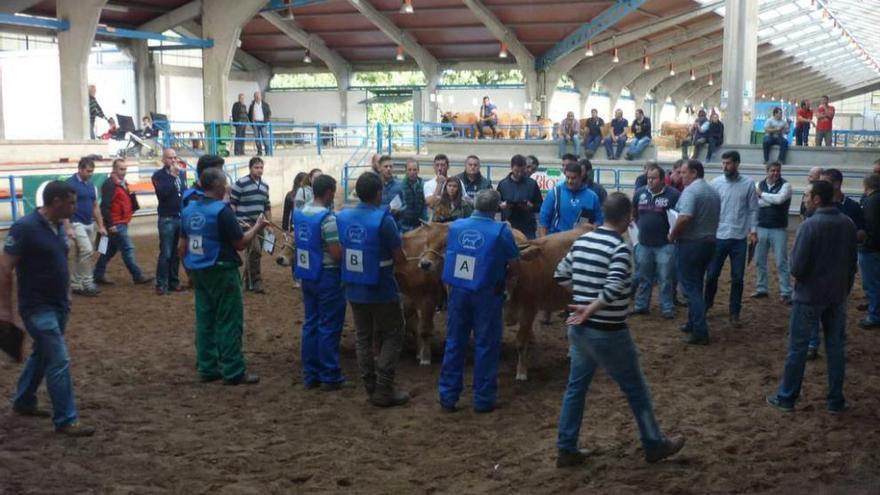 Alumnos del curso de jueces, ayer en el recinto ferial de la La Imera, evaluando una sección.