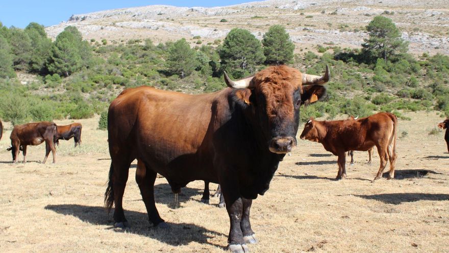 El cebón multiplica el valor para el ganadero y conquista la preferencia del consumidor