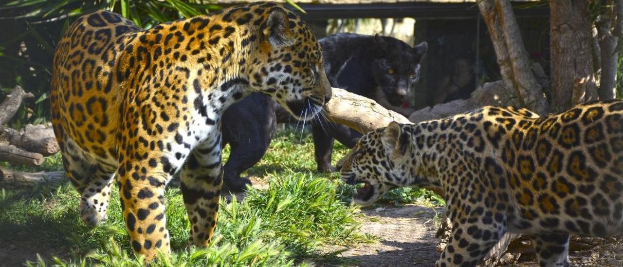 Terra Natura roza los 10 millones de facturación y dispara un 43% el beneficio