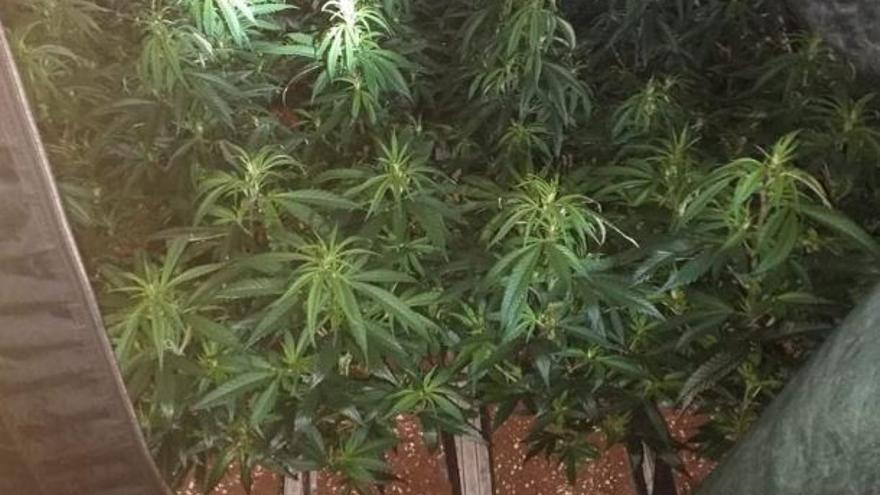 Detinguts dos homes de Cassà que tenien més de 2.000 plantes de marihuana a casa