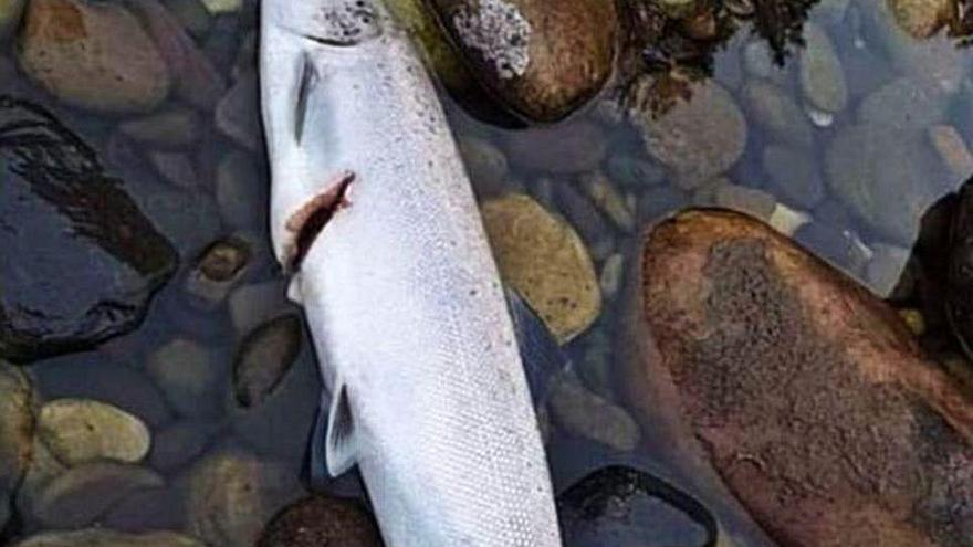 Denuncian la pesca furtiva de salmones con arpones en el río
