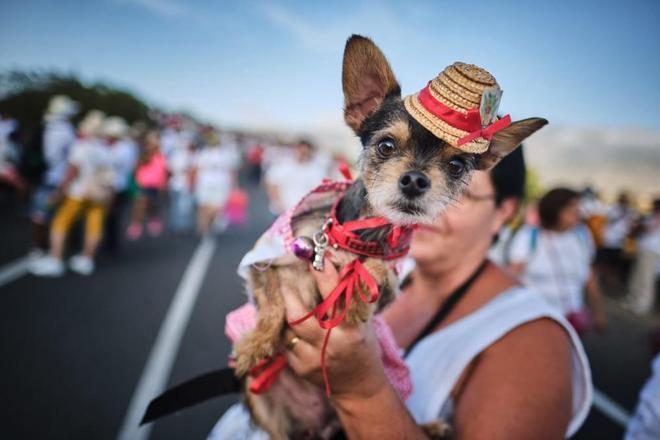 Romería de la Virgen del Socorro (Güímar)