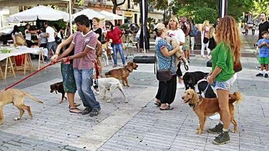 Jornada de adopción canina de cara a la Navidad en Vila - Diario de Ibiza