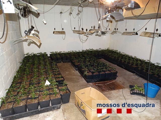 Troben prop de mil plantes de marihuana en un operatiu contra el frau elèctric a Figueres