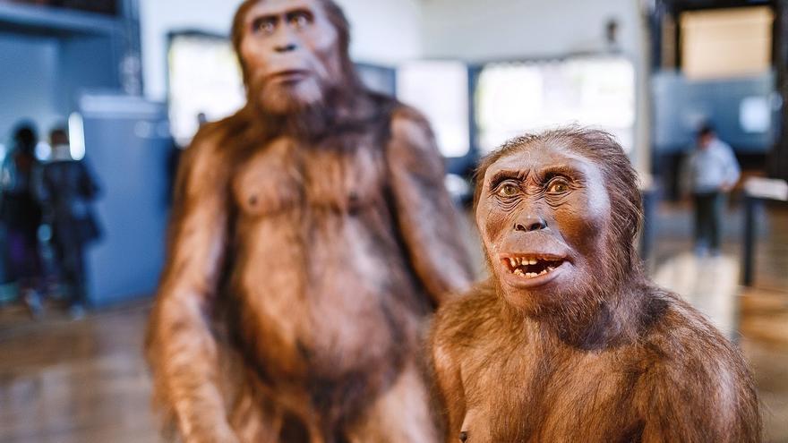Los antepasados de los humanos, como el ‘Australopithecus’, eran vegetarianos, descubren los científicos