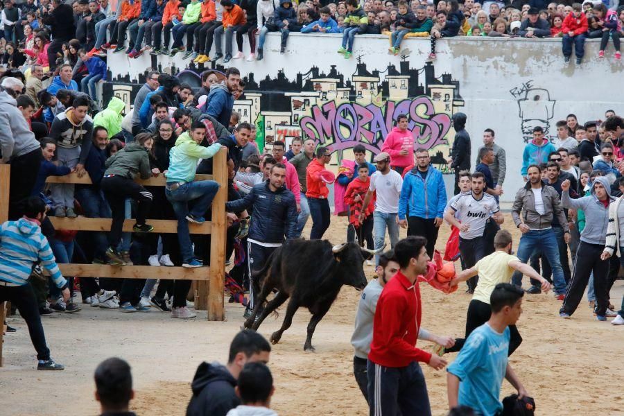 Encierros en Morales del Vino