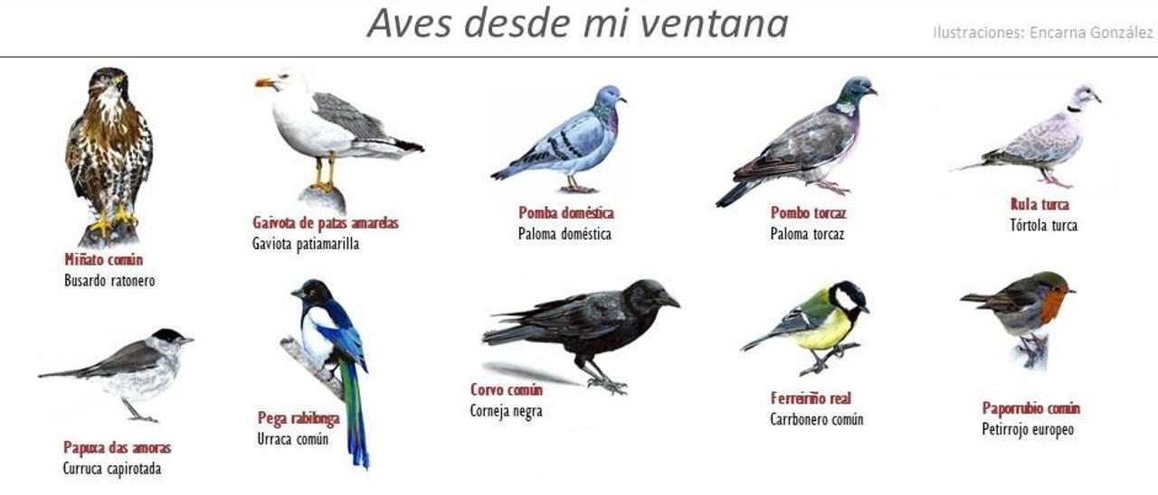 Algunas de las aves que pueden verse desde casa.