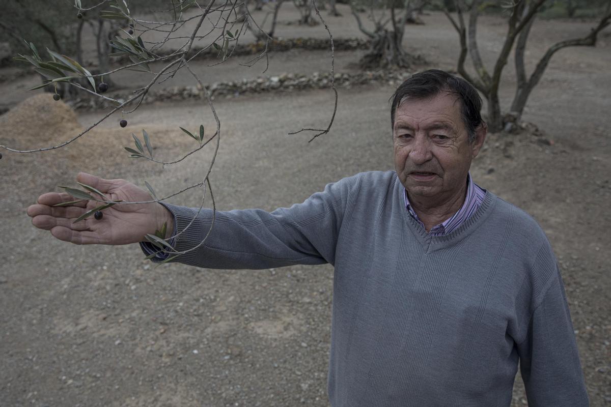 Josep Maria Bonavia, en su finca junto a sus olivares secos en Espolla