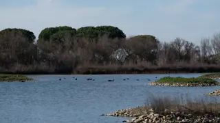 ¿Por qué mueren aves en las Lagunas de Villafáfila de Zamora?