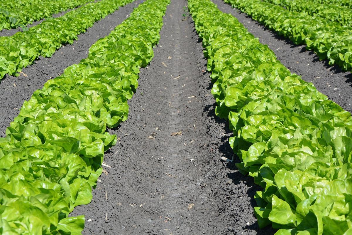 Plantación de lechugas.