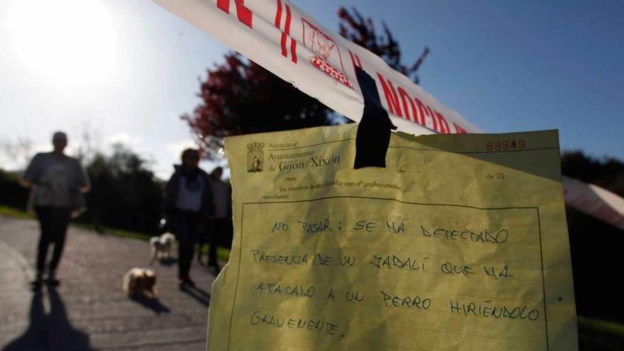 El parque canino de Nuevo Roces, precintado por la Policía Local, alerta de lo sucedido con el jabalí.