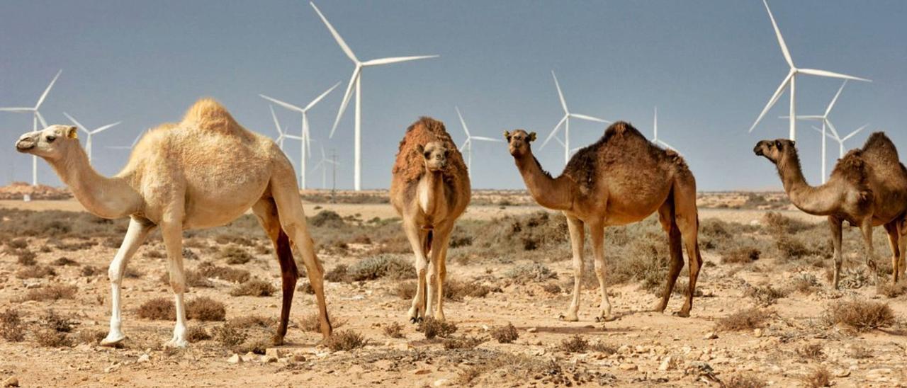 Dromedarios ante los molinos de viento del parque eólico Siemens Wind Power de Tarfaya. | | MAEC