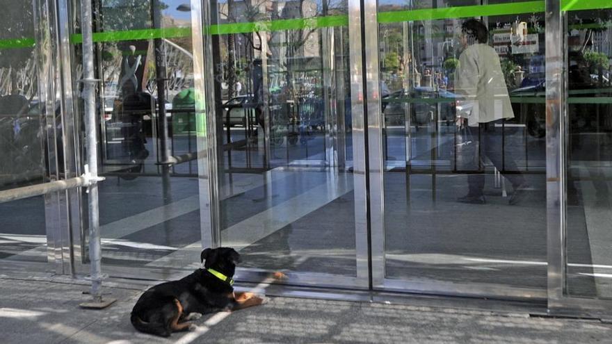 Champi, esperando a su dueño en la entrada del Reina Sofía