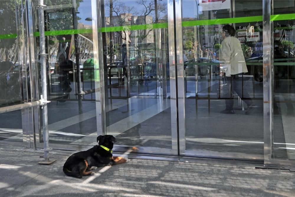 Champi, esperando a su dueño en el Reina Sofía