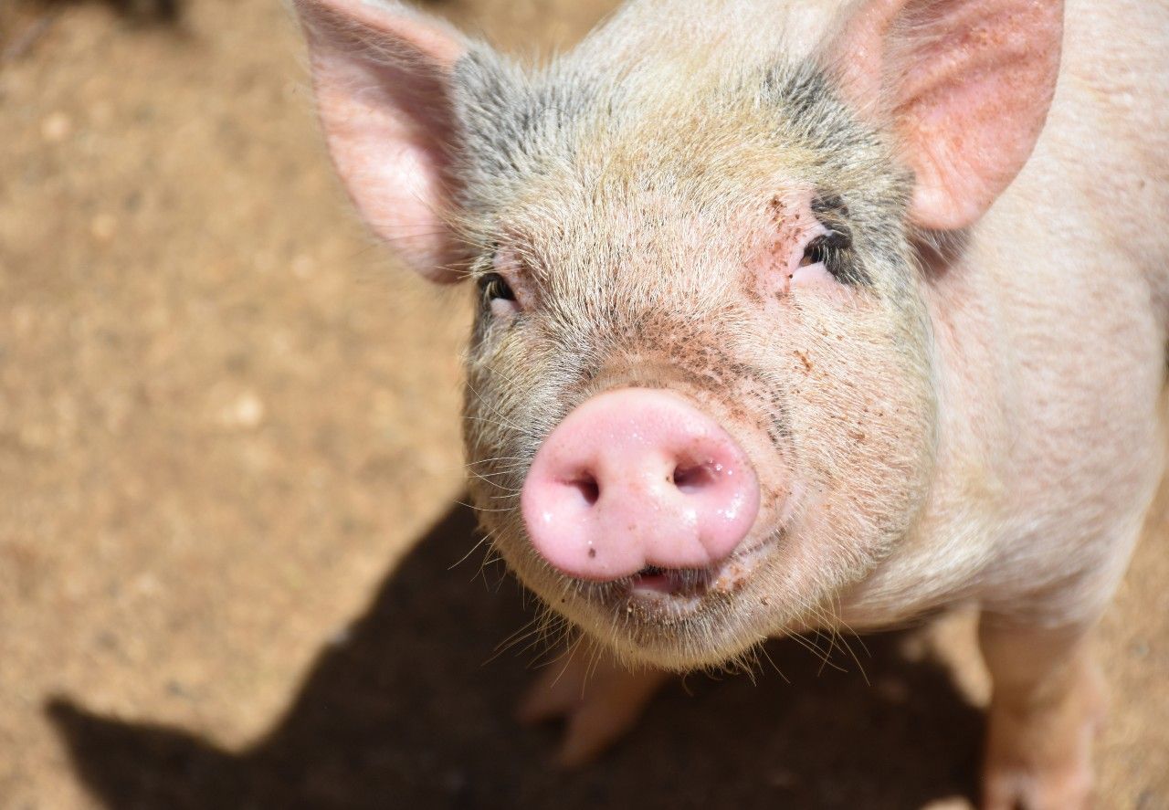 Sexo guarro, cochino, marrano y muy cerdo