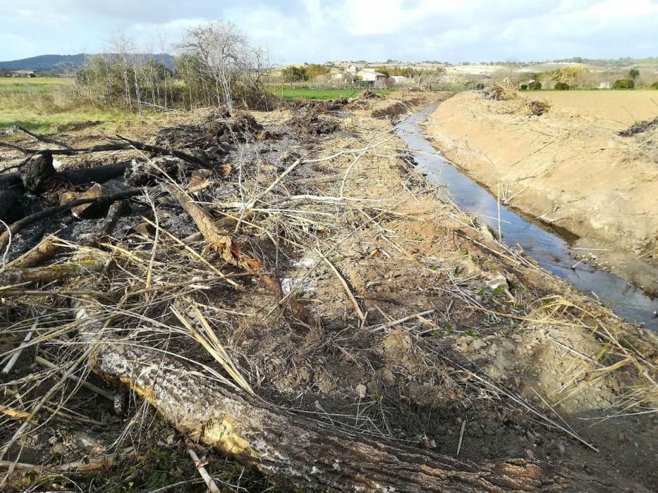 Terra Ferida denuncia el destrozo de bosques de ribera por parte de la conselleria de Medio Ambiente