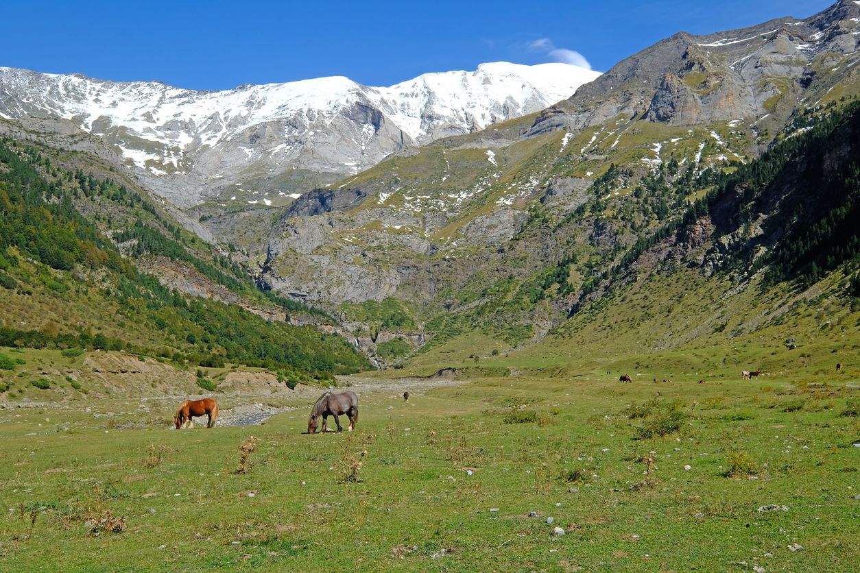 Los caballos comen hierba en el valle de La Larri en el Parque Nacional de Ordesa y Monte Perdid