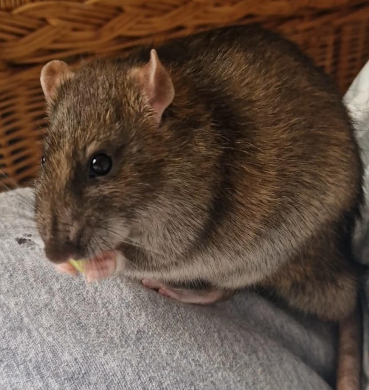 La rata Sugar comiendo un trozo de lechuga
