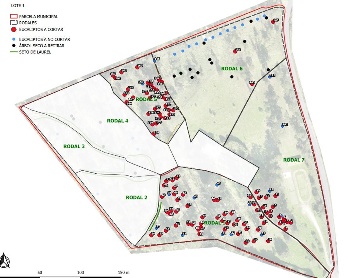 Ejemplares para talar incluidos en el primer lote de la subasta.