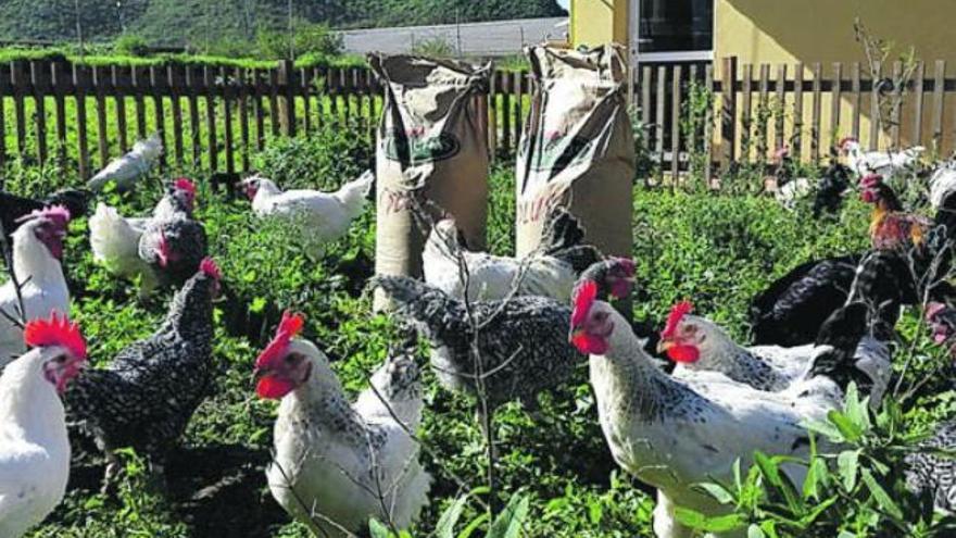 Pollos en la granja experimental del ICIA ubicada El Pico, en la localidad de Tejina, municipio de La Laguna.