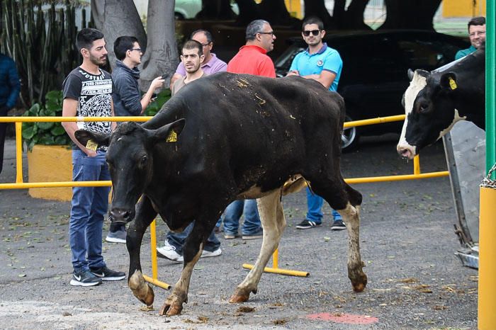 El Cabildo recibe 33 vacas