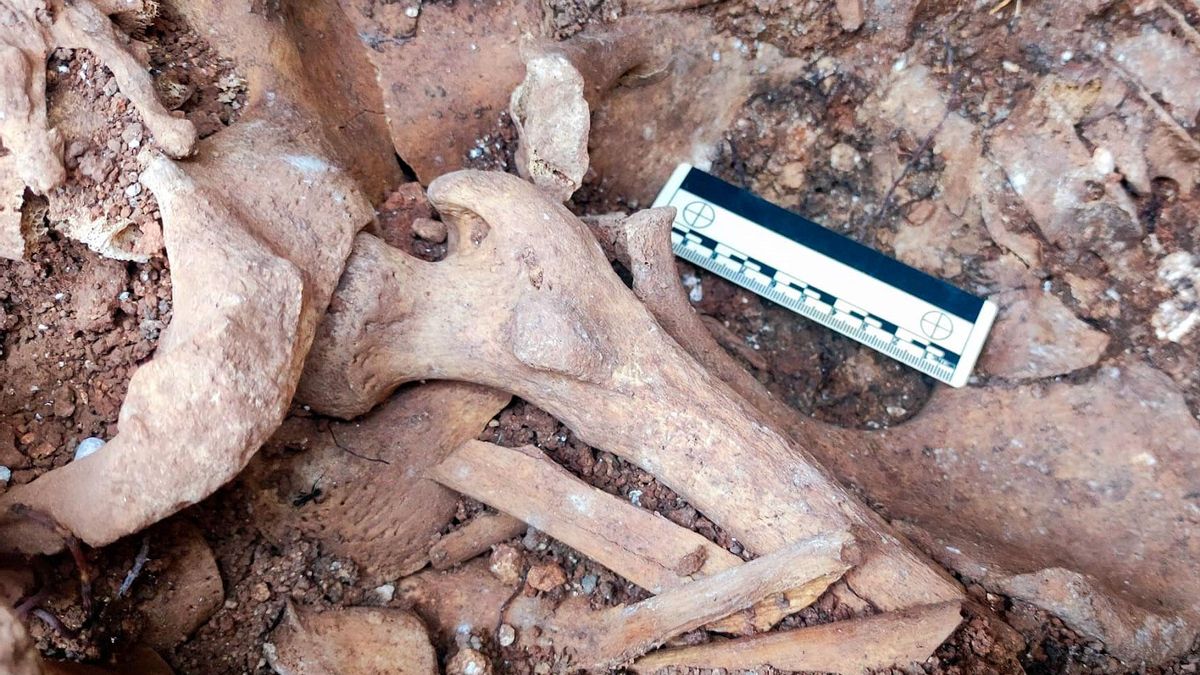 Restos óseos localizados en el cementerio de Campillos