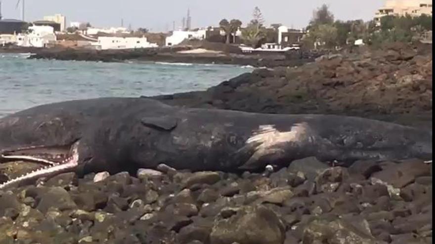 Aparece el cadáver de un cachalote en Costa Teguise