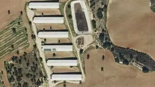 La Justicia anula el permiso de Castilla-La Mancha a una macrogranja de 7.200 cerdos