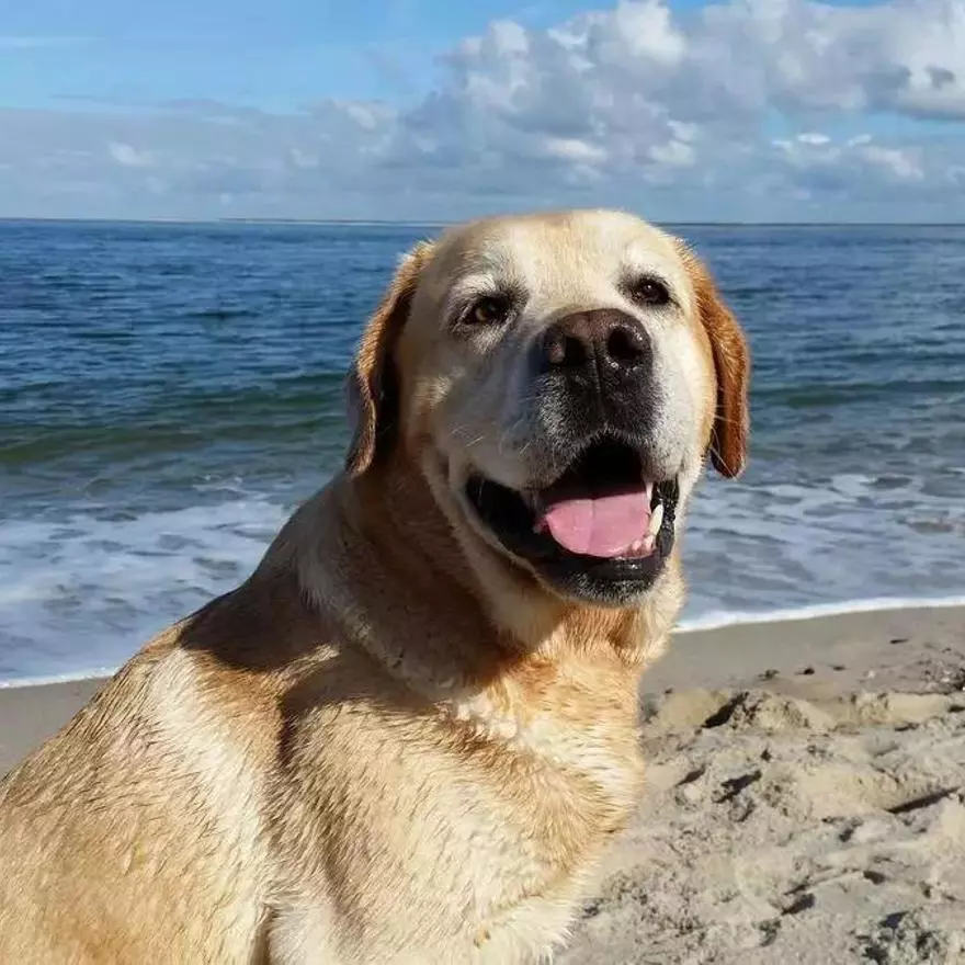 1. Labrador Retriever