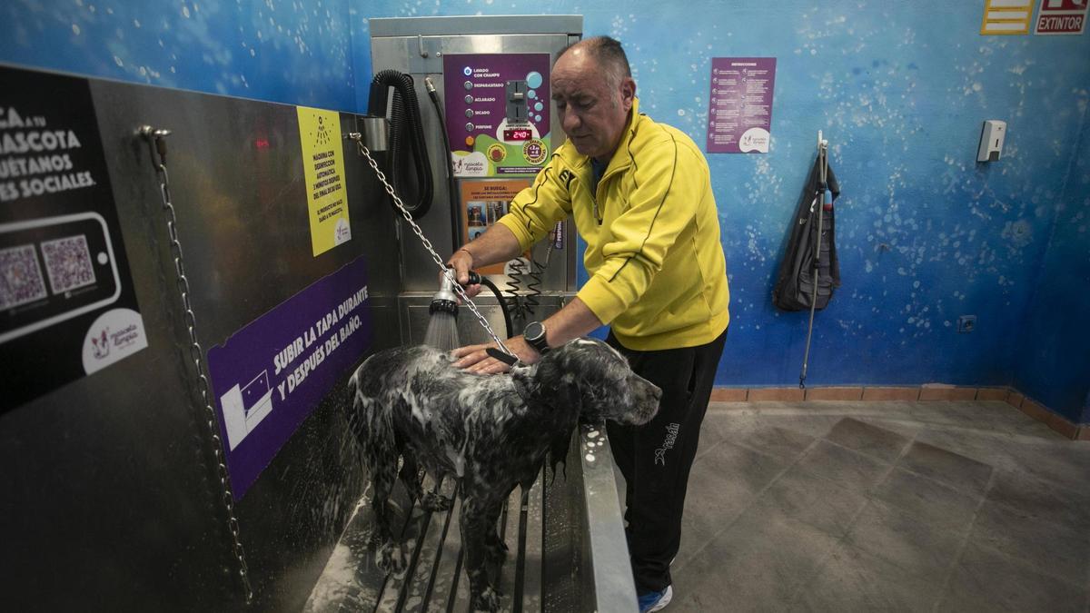 Un hombre lava a su perro en uno de los locales de Mascotas Limpias en València, esta semana .