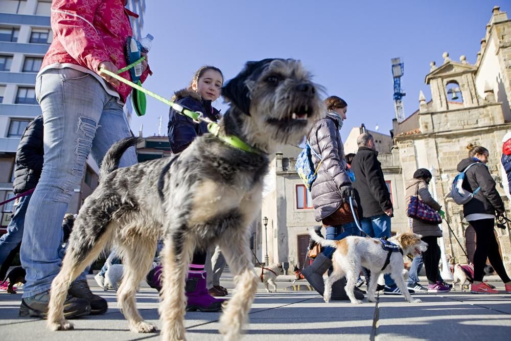 San Silvestre canina en Gijón