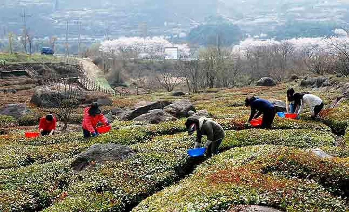 Treballadors recullen fulles de te verd en una granja de Hadong (Corea del Sud).