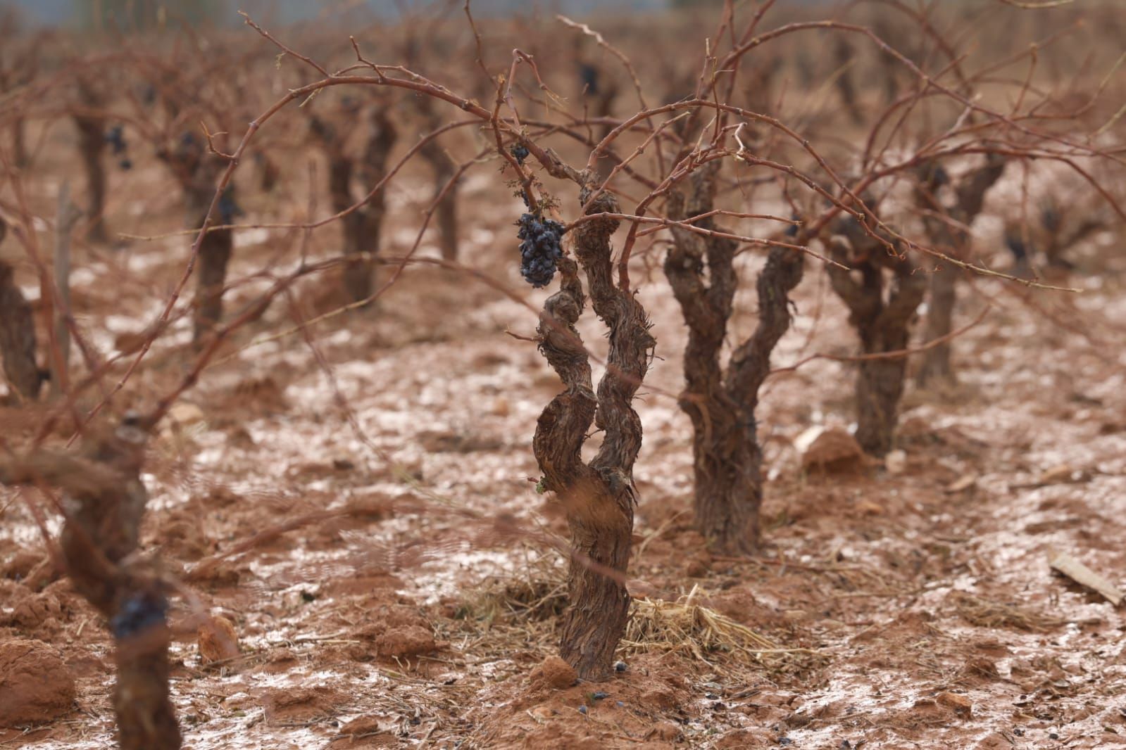 Las consecuencias del temporal de granizo que azotó ayer Requena