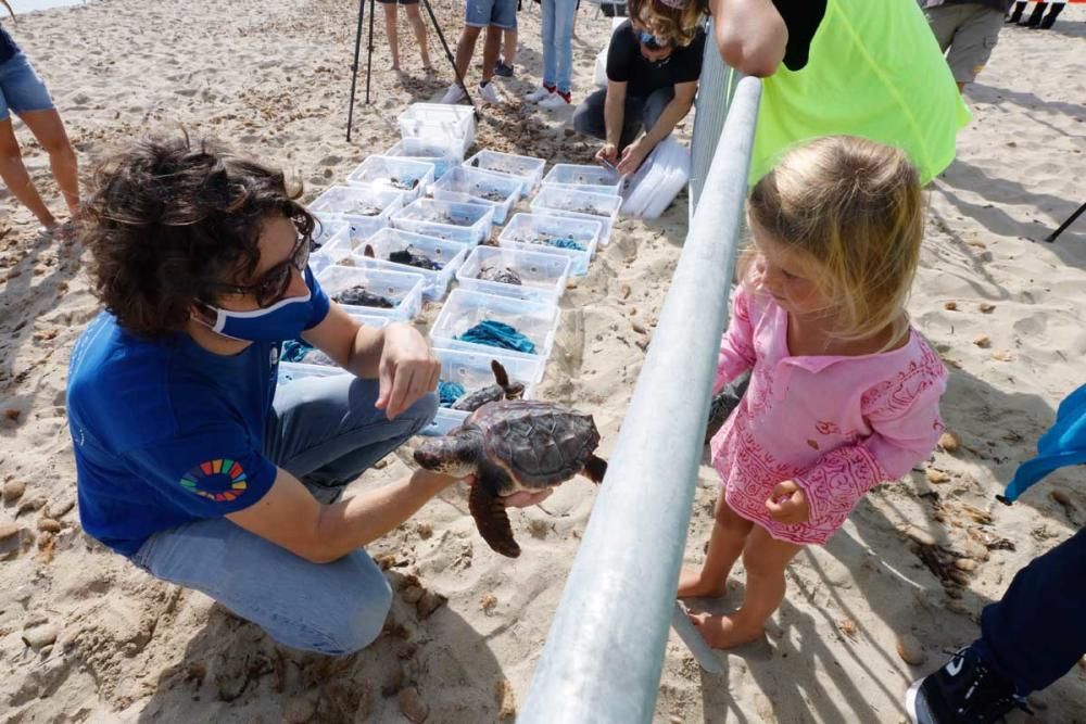 Liberadas en Ibiza 26 tortugas de la primera puesta registrada en Baleares