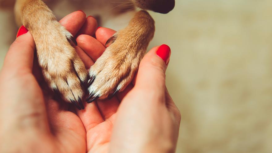 El sencillo gesto que demuestra sí o sí que tu perro te quiere de verdad