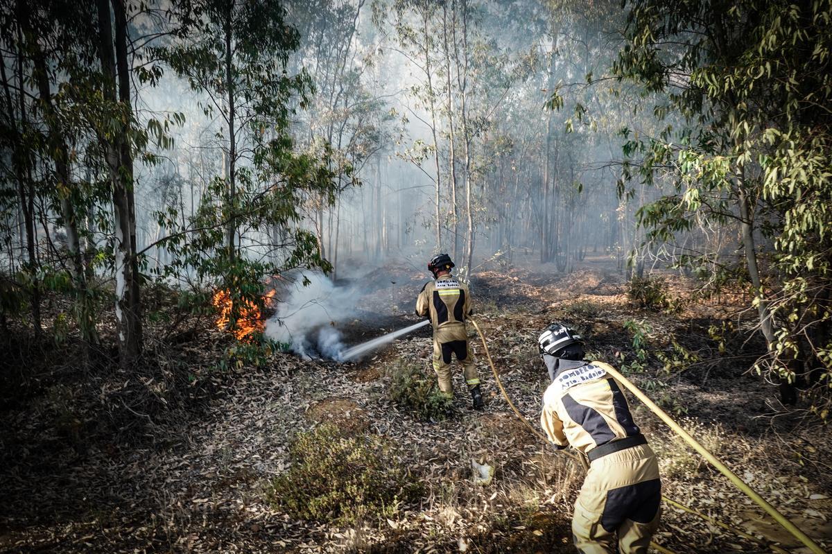 Incendio de un bosque de eucaliptos.